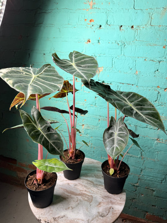 Alocasia Morocco (Pink Dragon) 4”