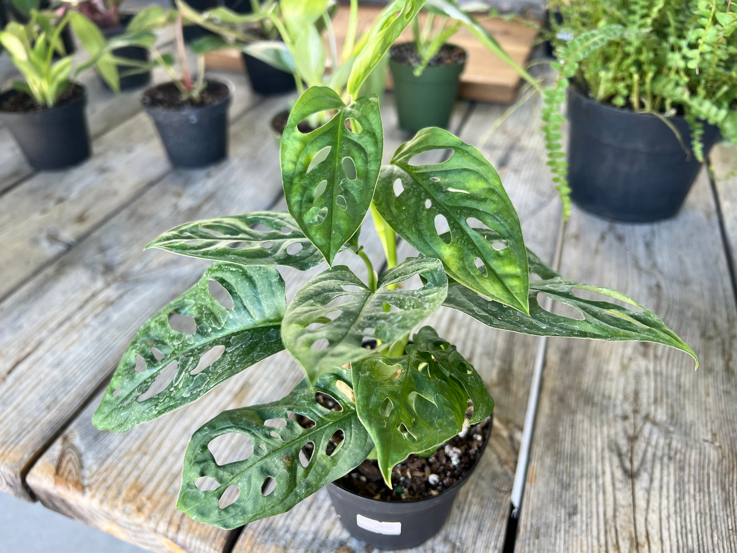 Philodendron Swiss Cheese- Wide form