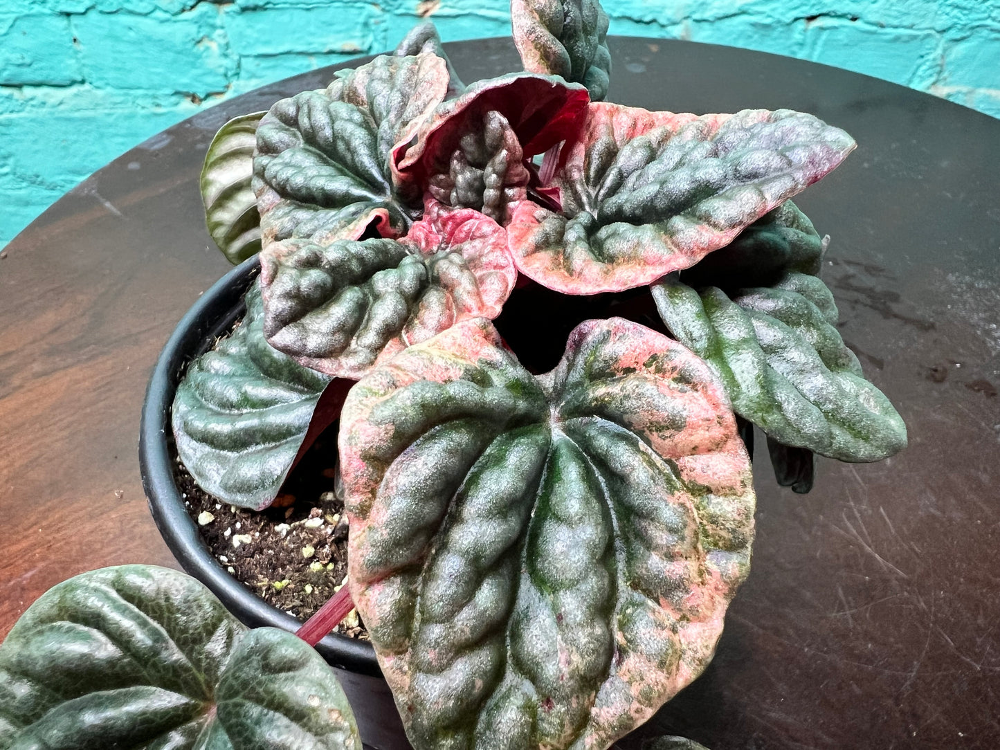Peperomia Abicos 4”