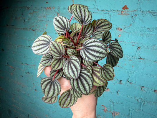 Peperomia Piccolo Banda 4”