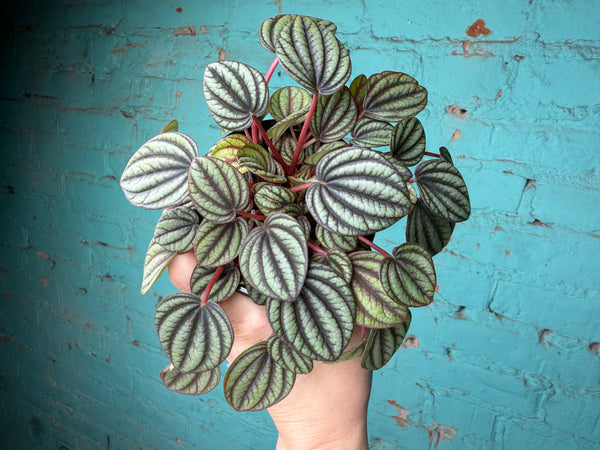 Peperomia Piccolo Banda 4”