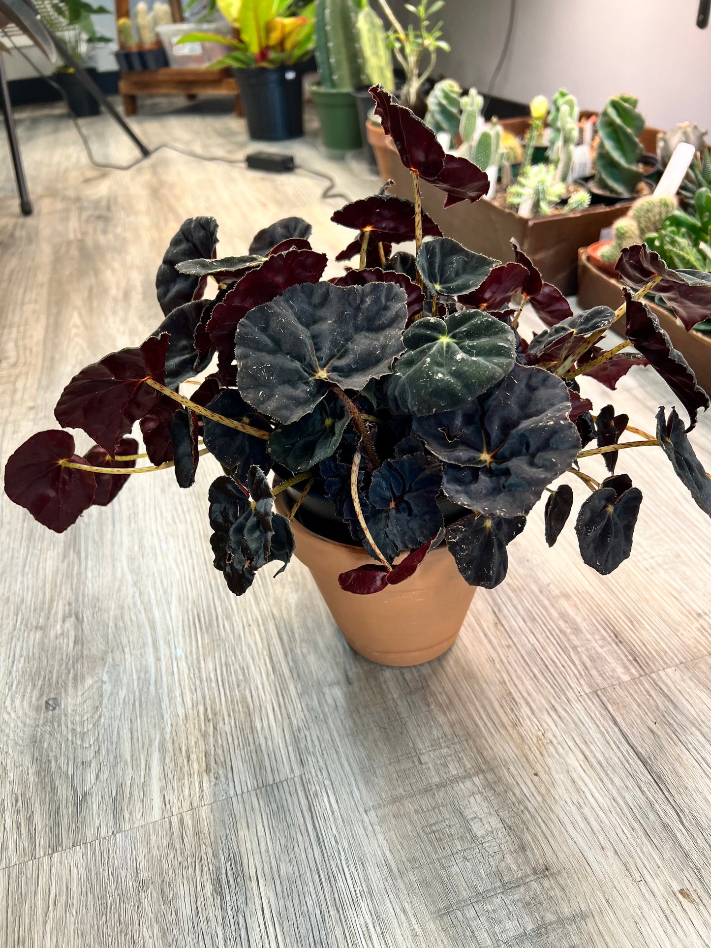Begonia Dark Mambo 6”