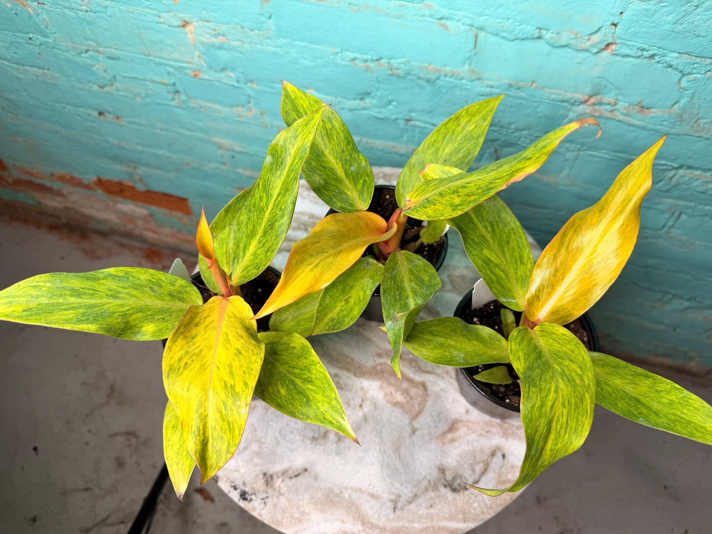 Philodendron Orange Marmalade 4”
