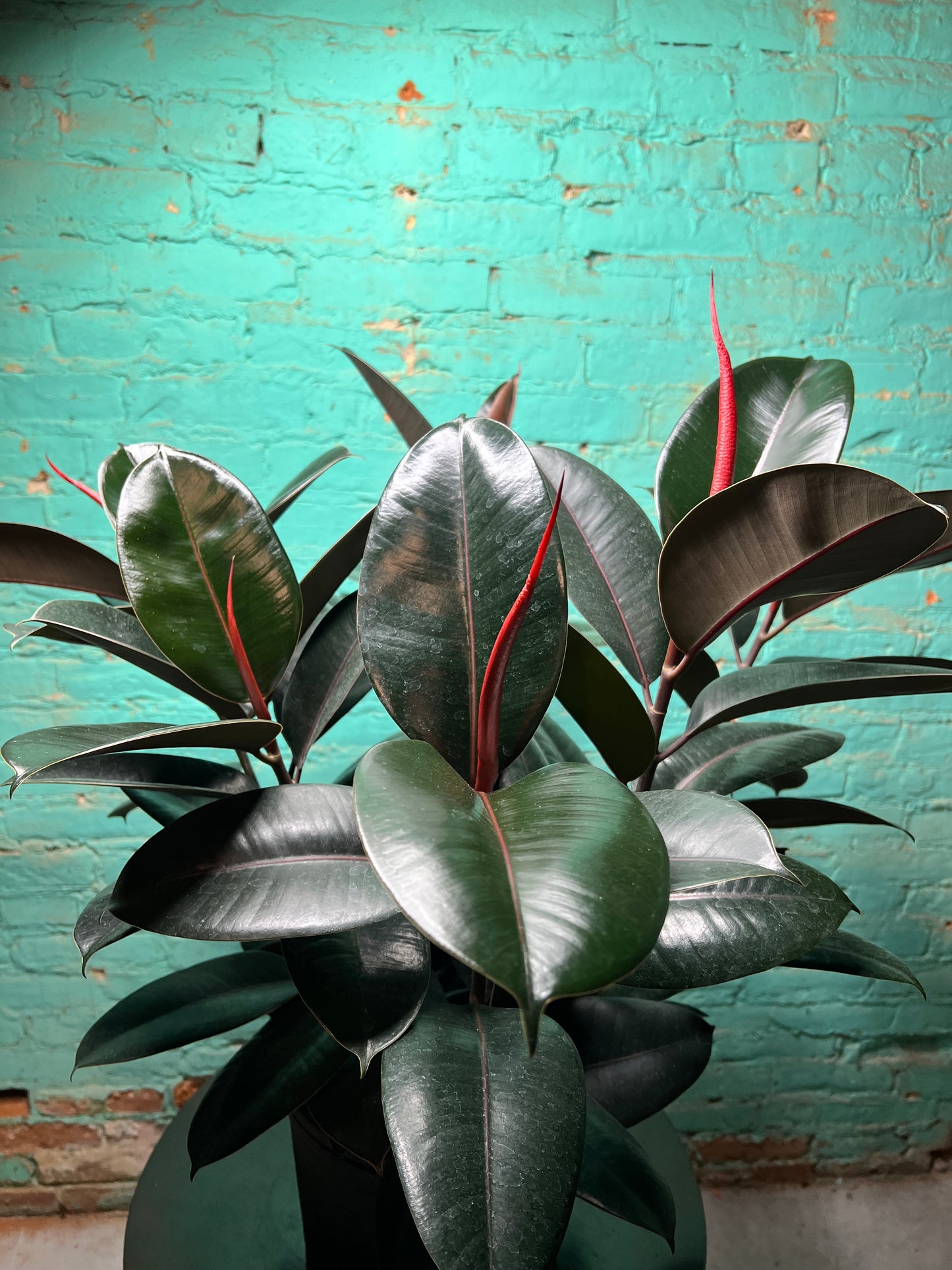 Rubber Tree-Burgundy 10”