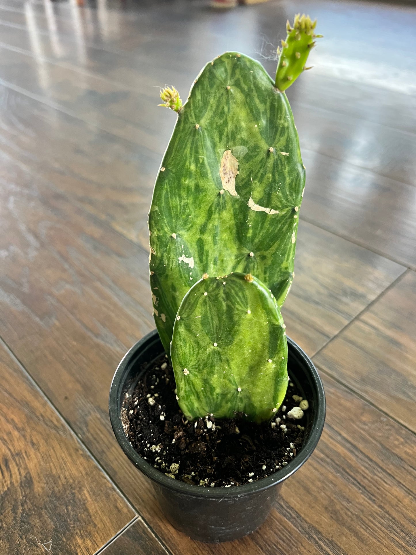 Prickly Pear (variegated)