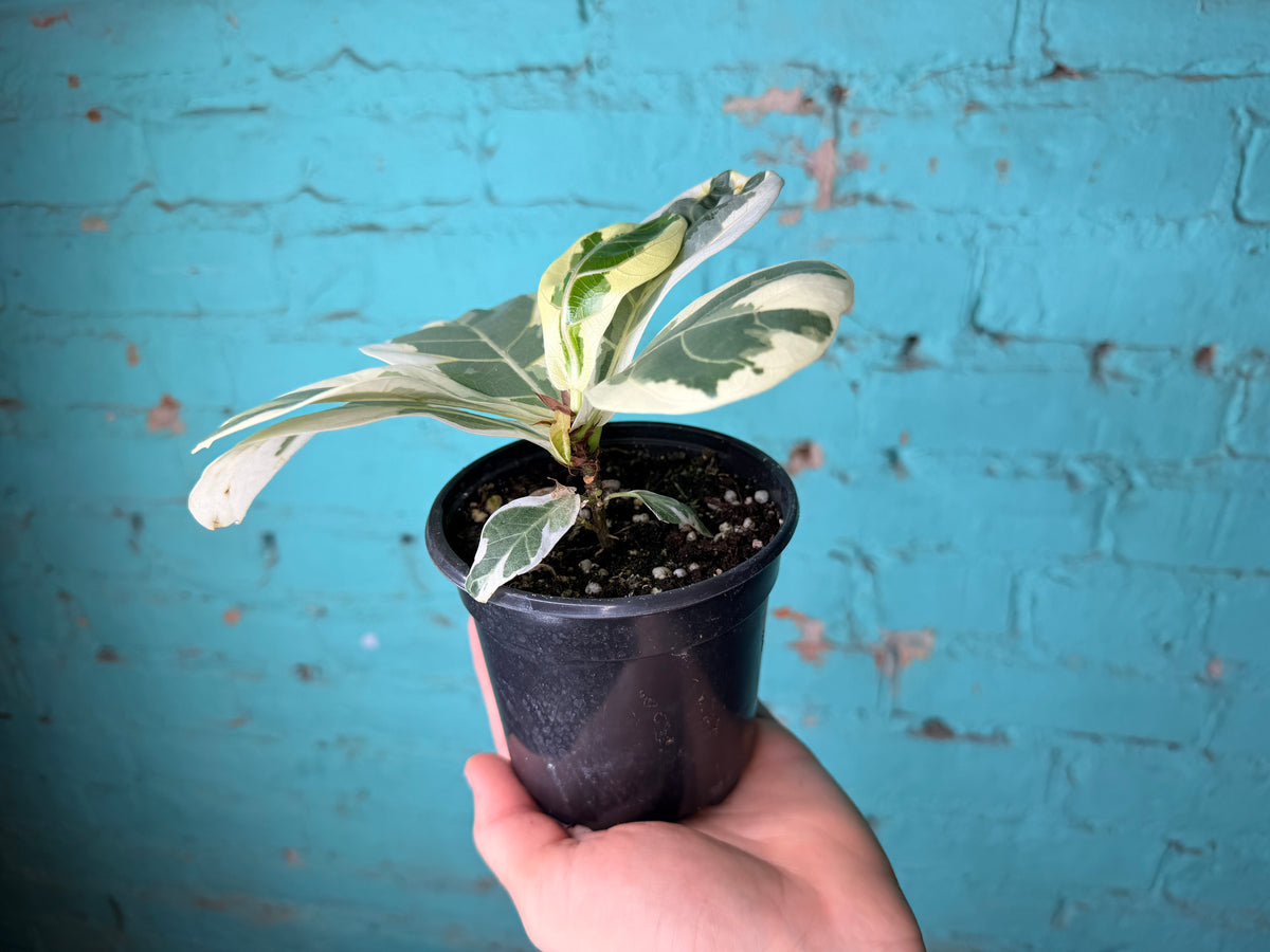 Ficus Lyrata Variegated 4”