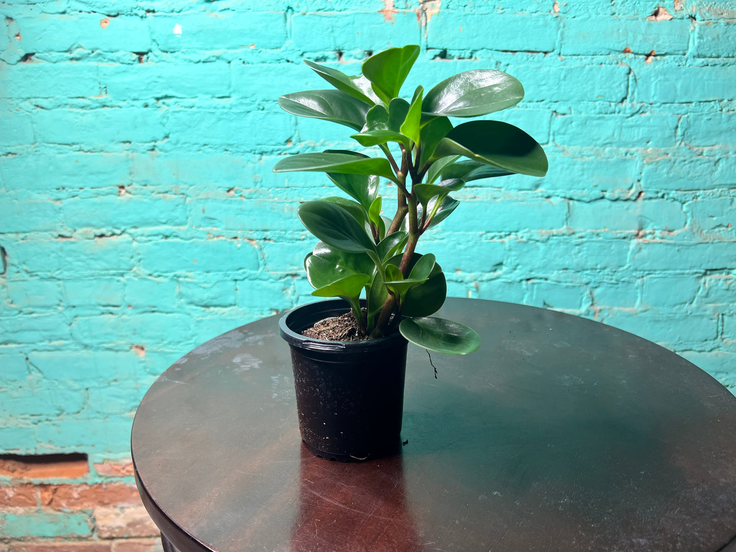 Peperomia- Spoonleaf