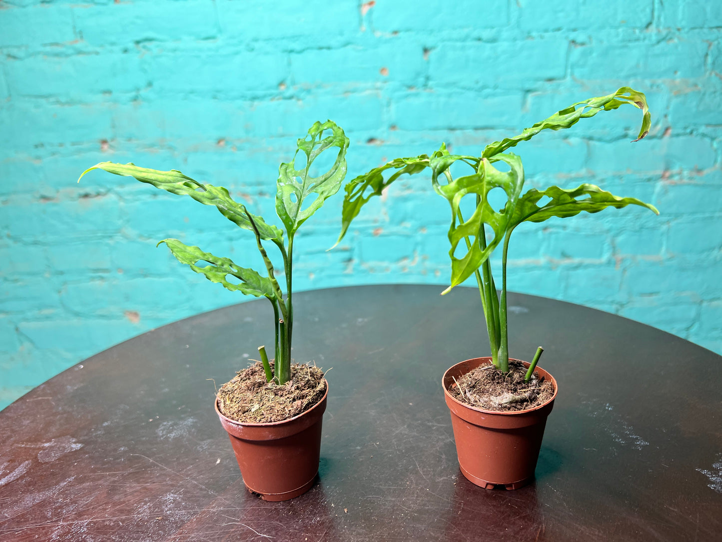 Monstera Oblique 4”