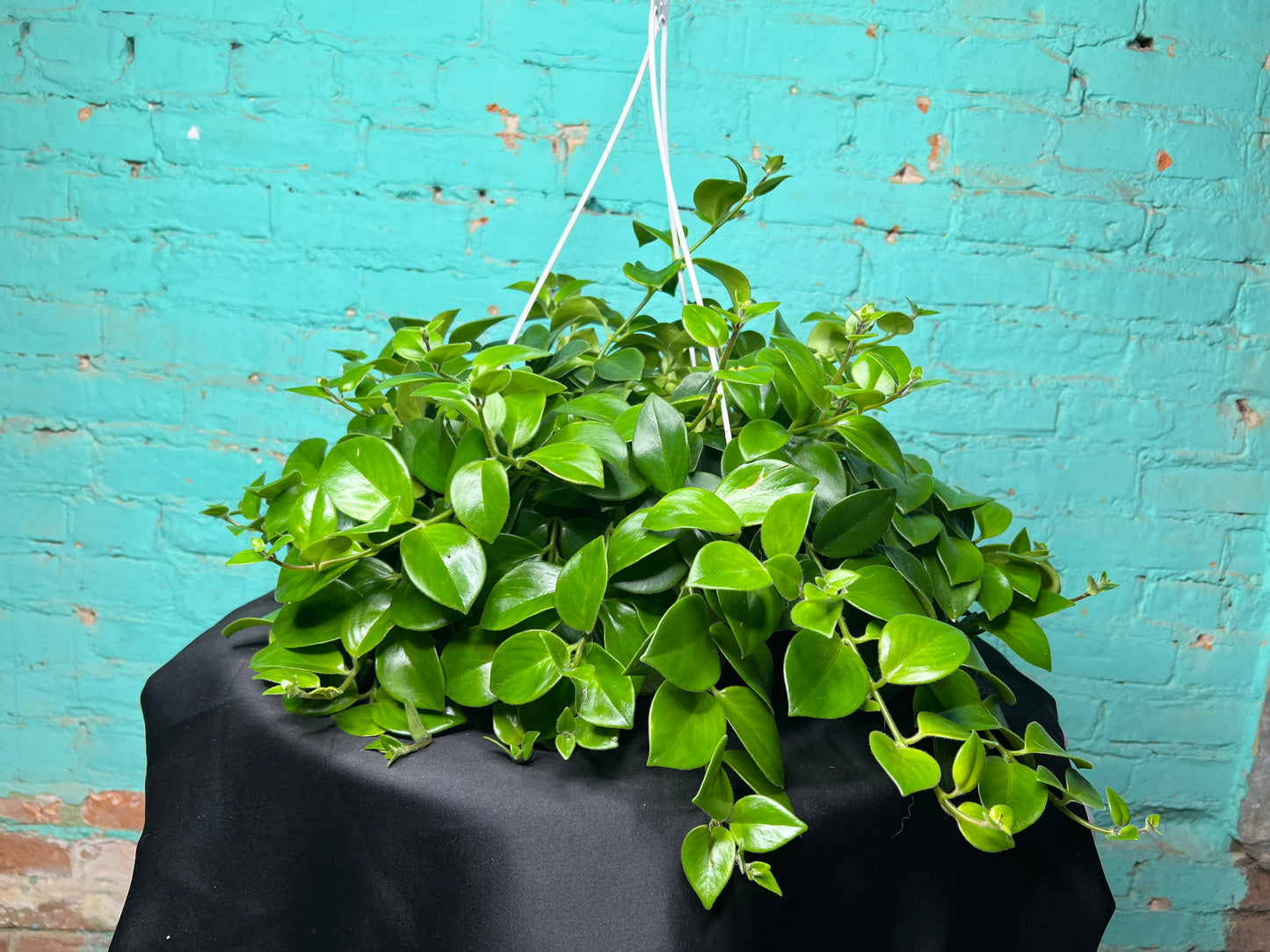 Lipstick Plant- Red 8” basket