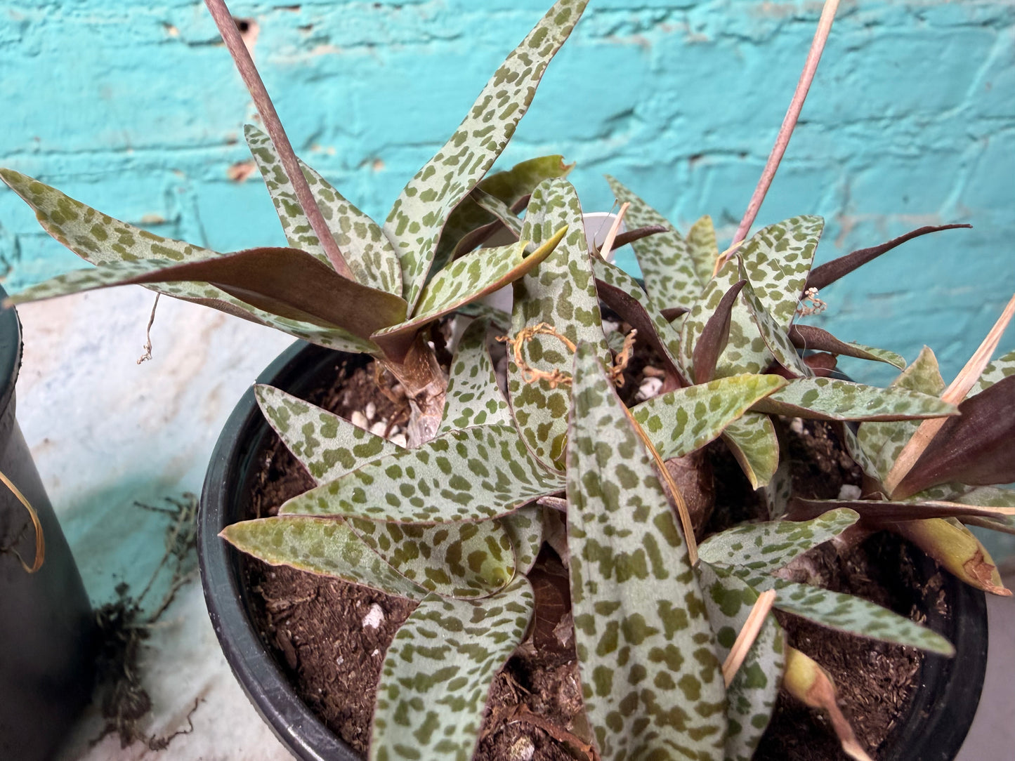 Scilla violacea or Ledebouria socialis ‘Leopard Lily’ 4”