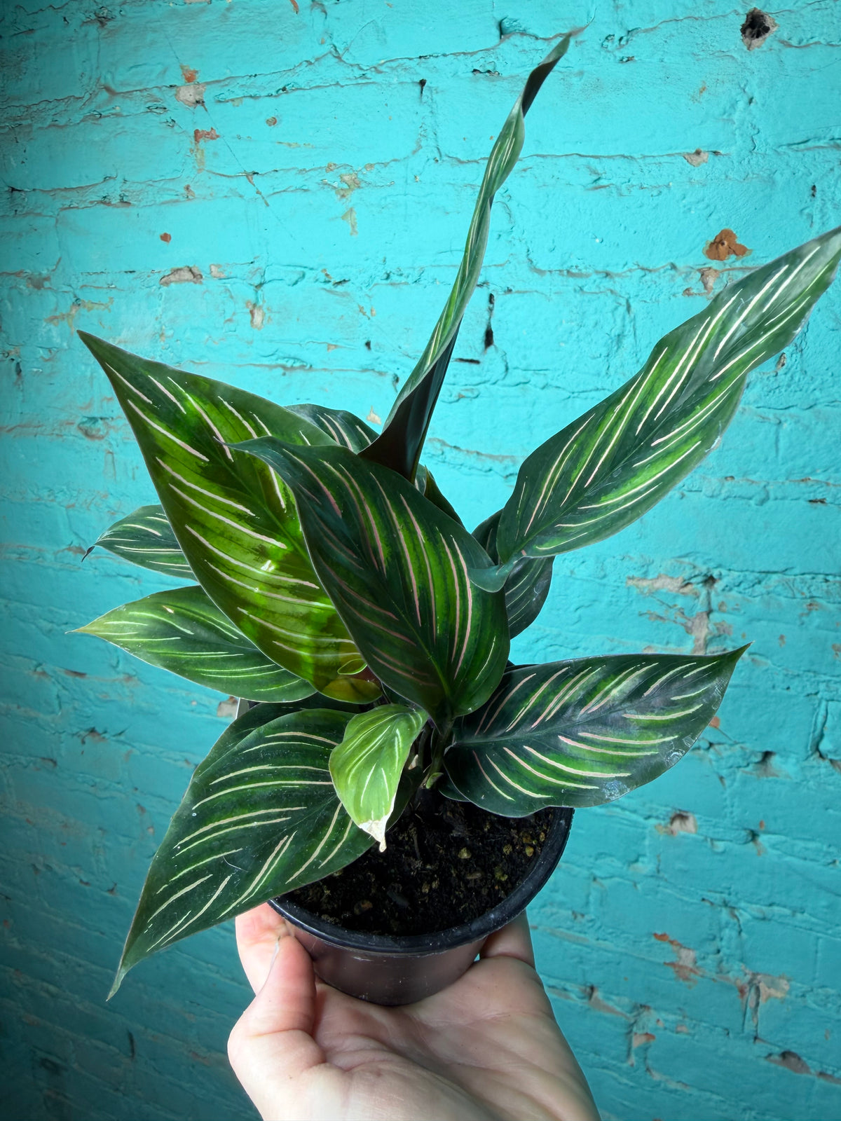 Calathea Orante 4”