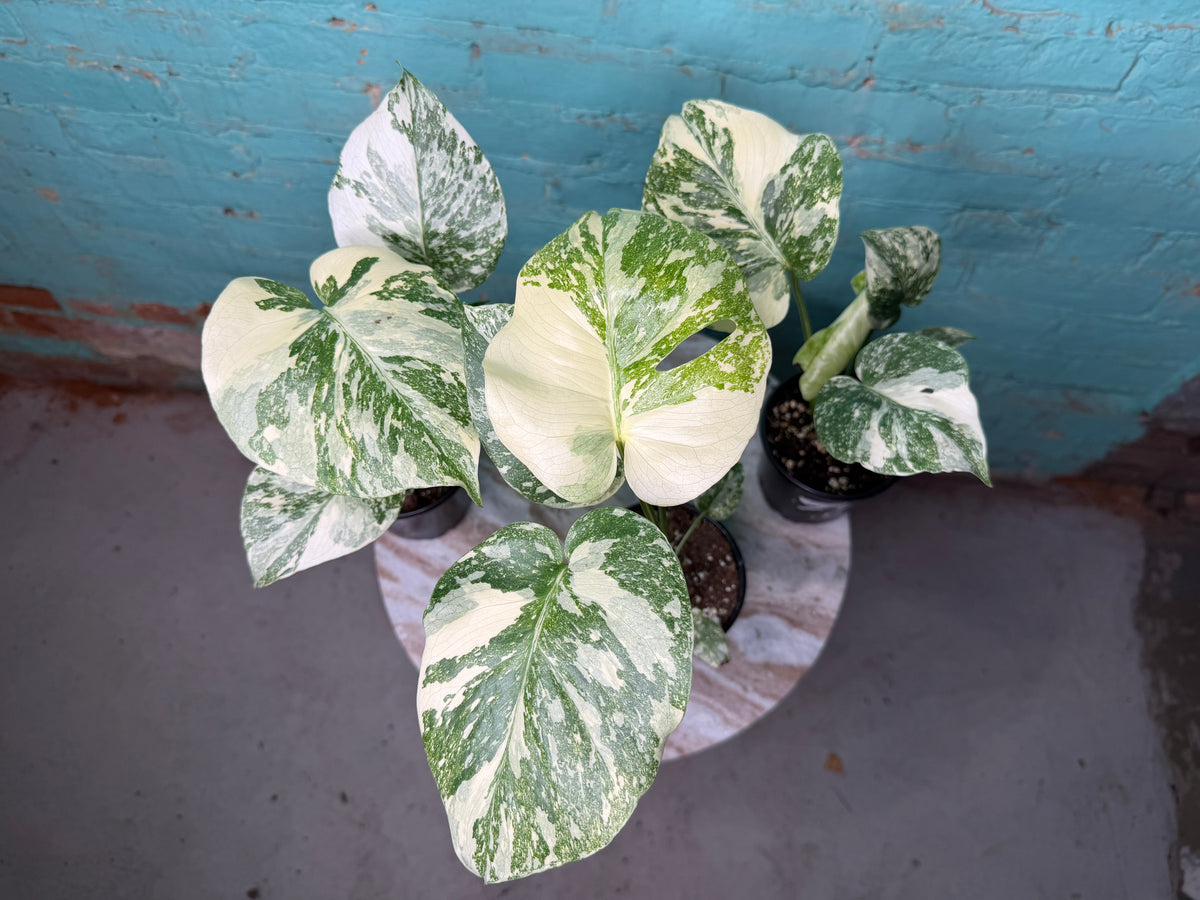 Monstera Crème Brûlée 4”