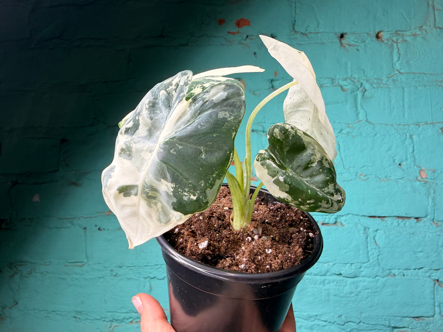 Alocasia Frydek Variegated 4”