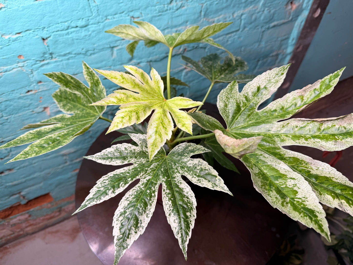 Fatsia Varegated 6”