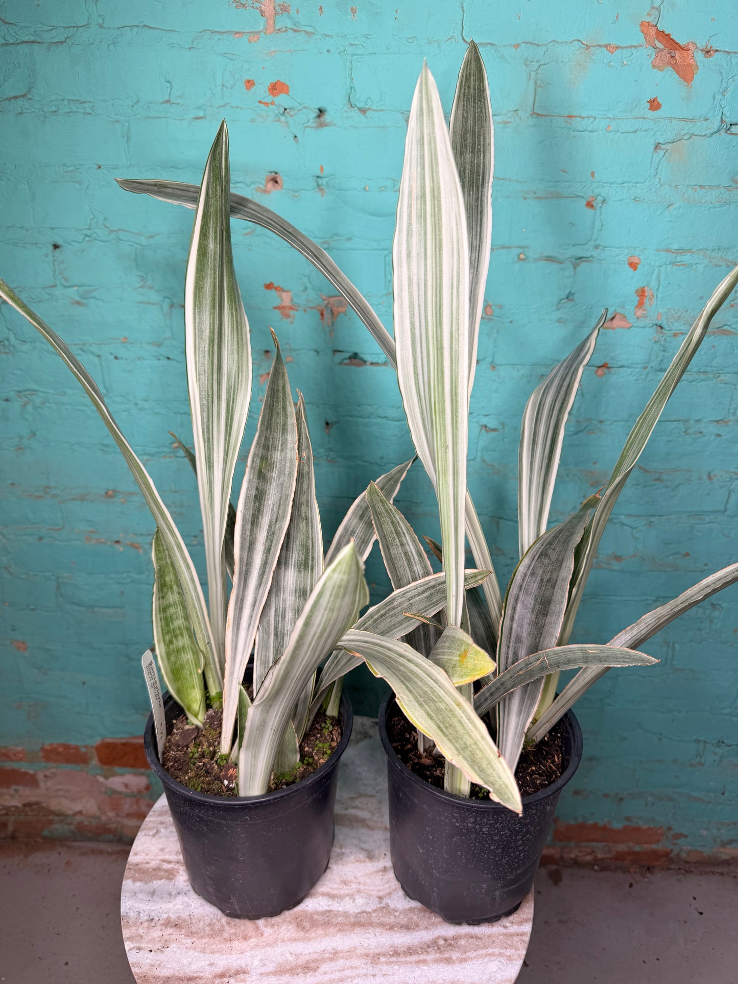 Snake Plant ‘Siam Silver’ 6”