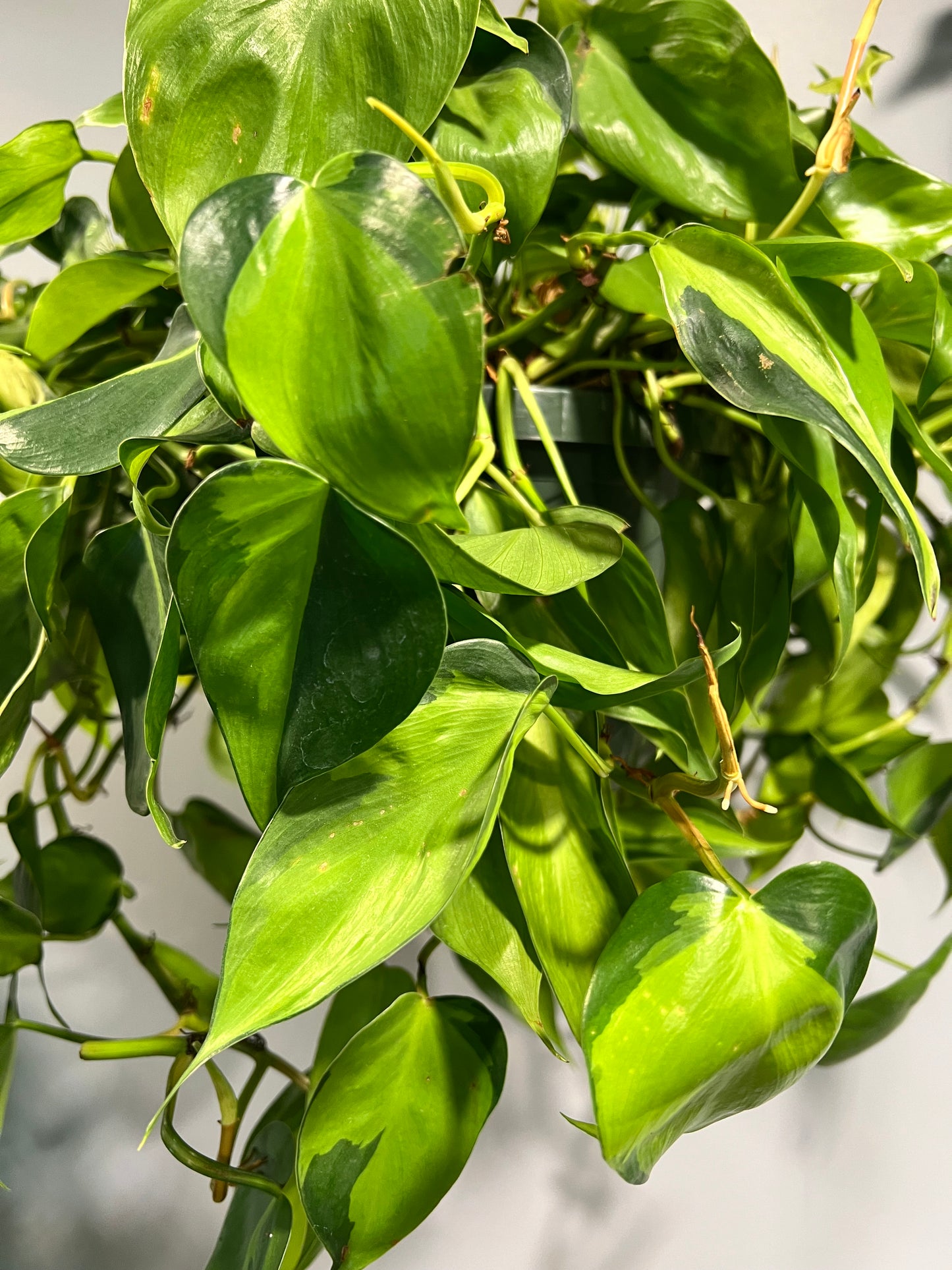 Philodendron Brasil 8” basket