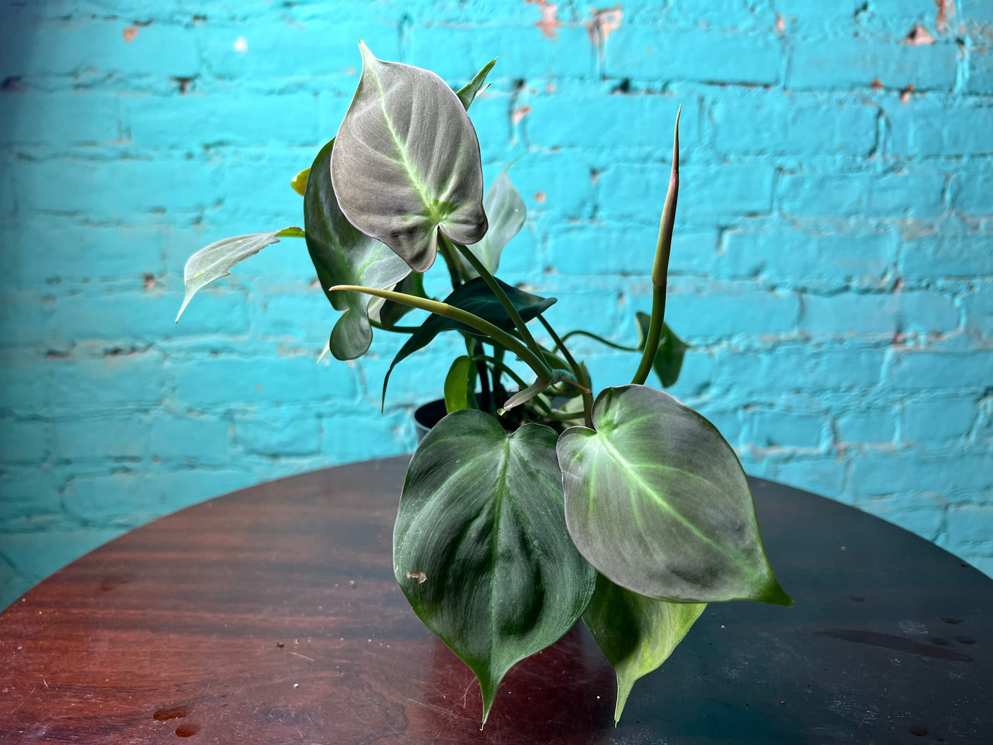 Philodendron Camposportoanum 4”