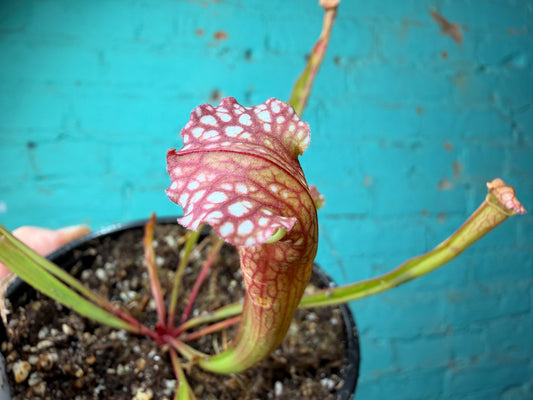 Sarracenia Velvet 4”