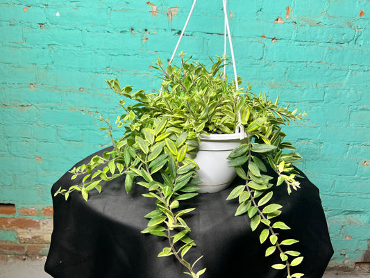 Lipstick Plant Bicolor basket