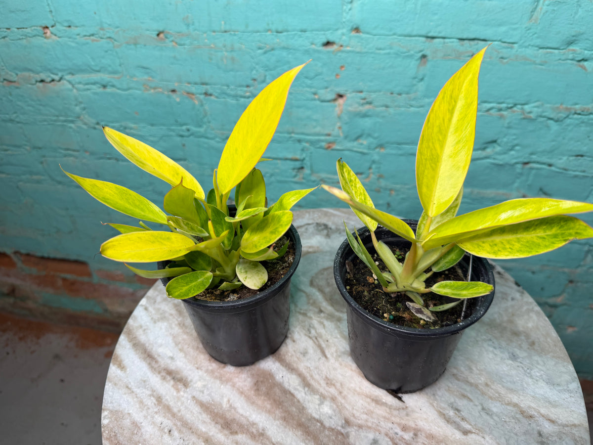 Philodendron Calkin Gold 4”