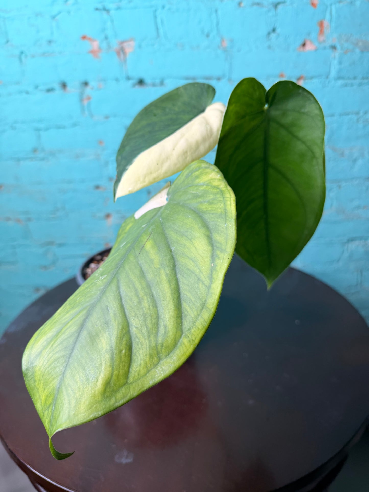 Syngonium Chiapense Variegated 6”