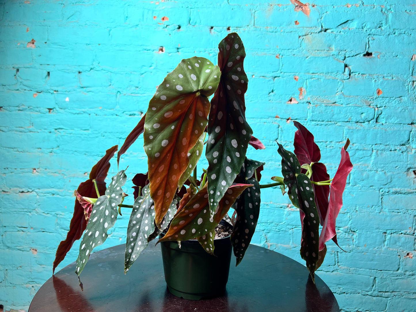 Begonia Maculata 6” Polka Dot
