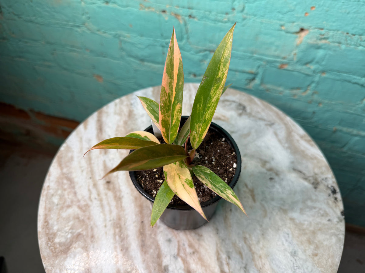 Philodendron Carmel Marble 4”