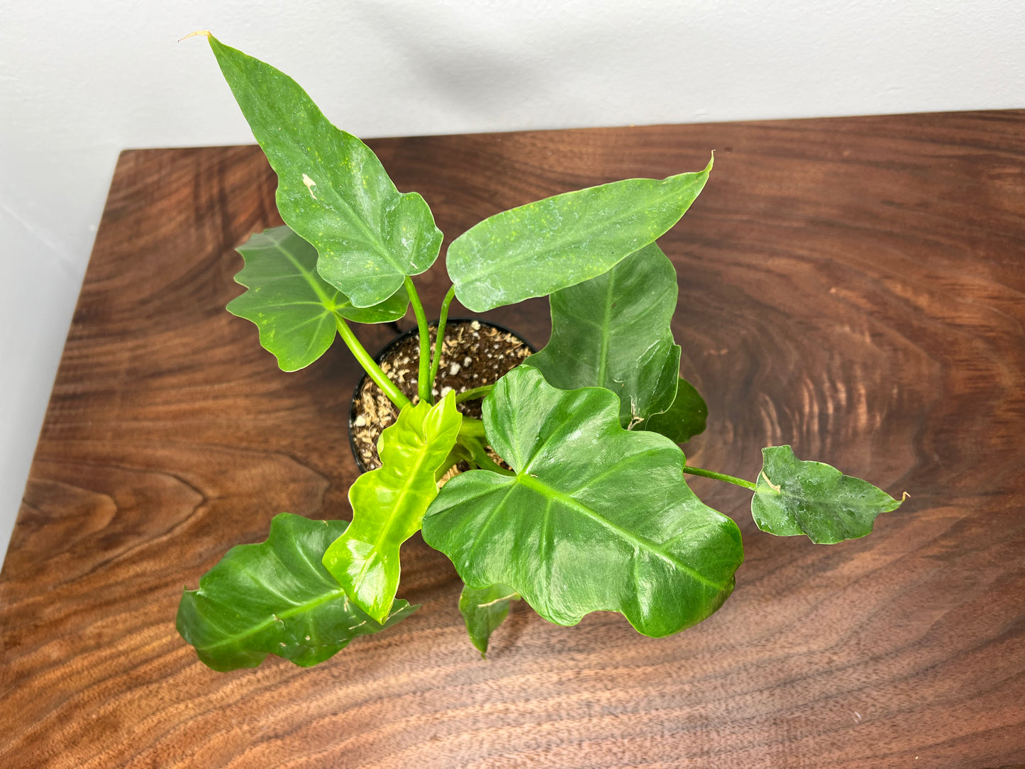 Philodendron- Mayoi