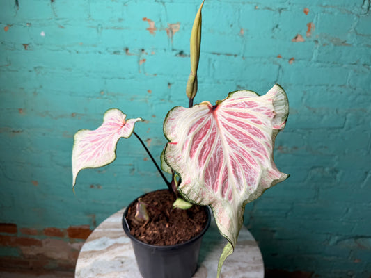 Caladium 6” White Lighting