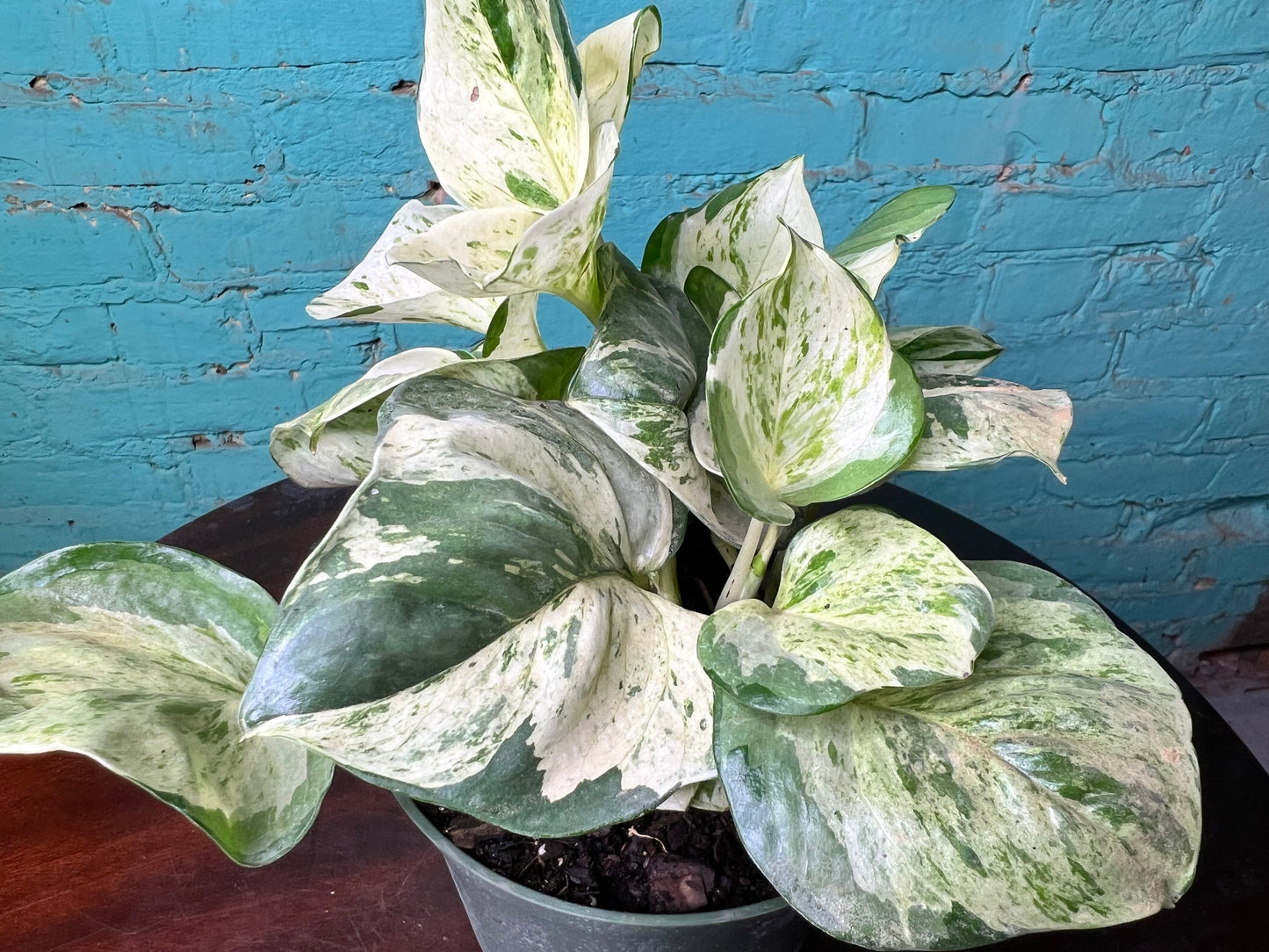 Manjula Pothos 6”