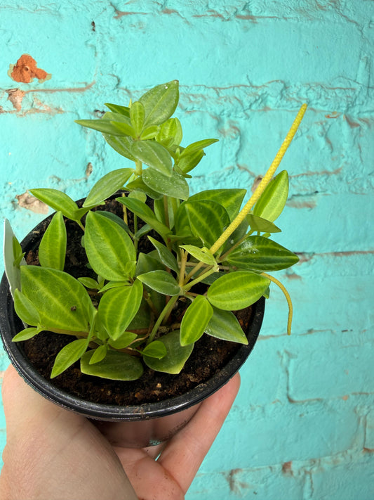 Peperomia Angulata Beetle Peperomia