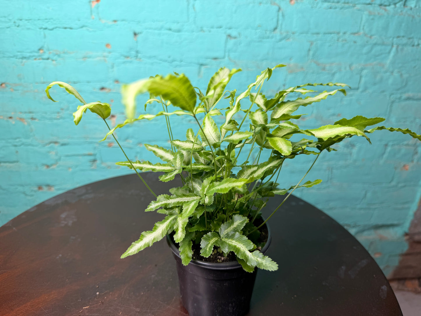 Silver Ribbon Fern