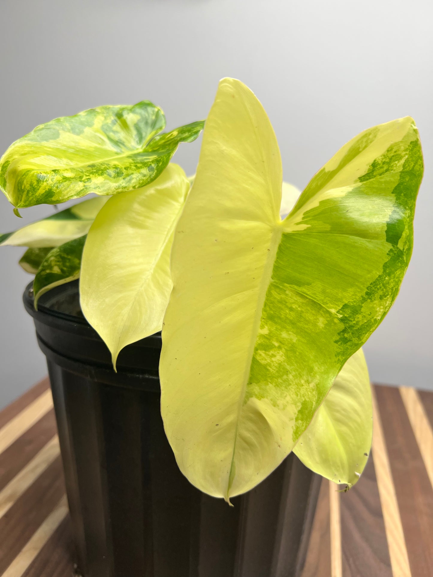 Philodendron Burle Marx Variegated 10”