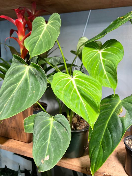 Philodendron Gloriosum 6”