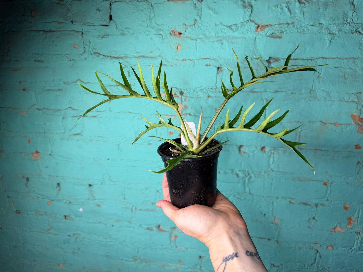 Philodendron Tortum 4”