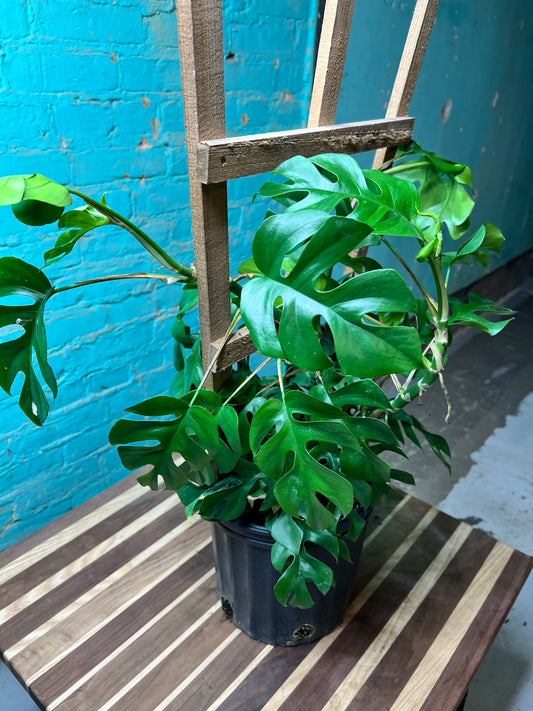 Mini monstera “Ginny” 10 Trellis