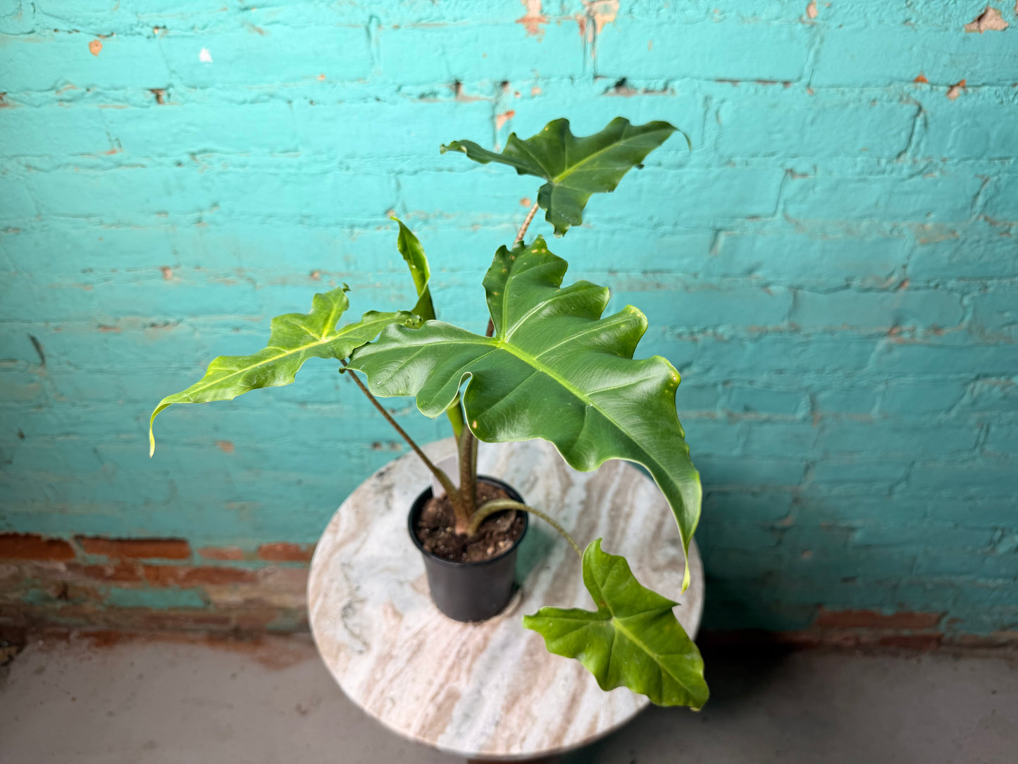 Alocasia Golden Dragon 4”