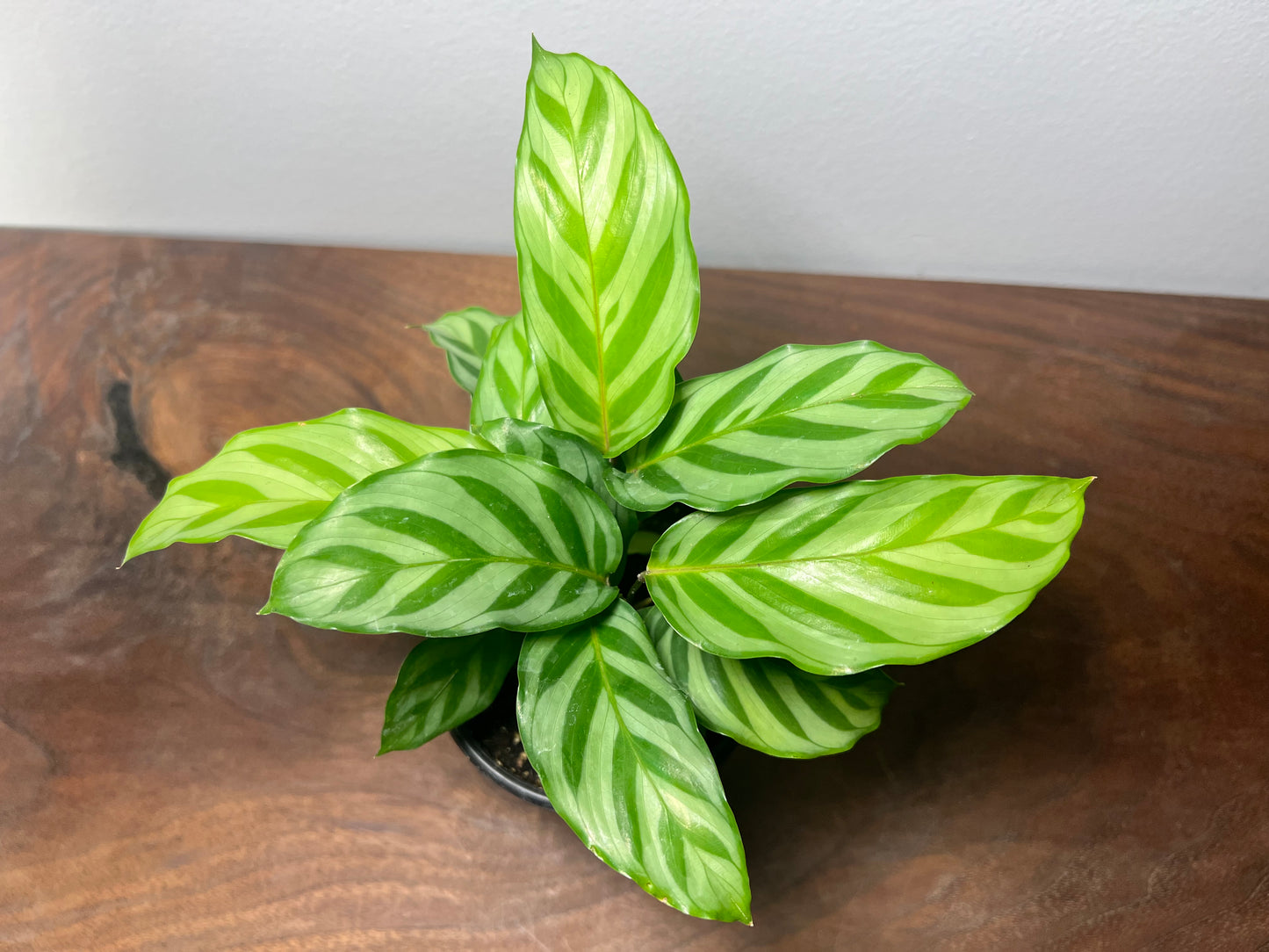 Calathea Freddie 4”