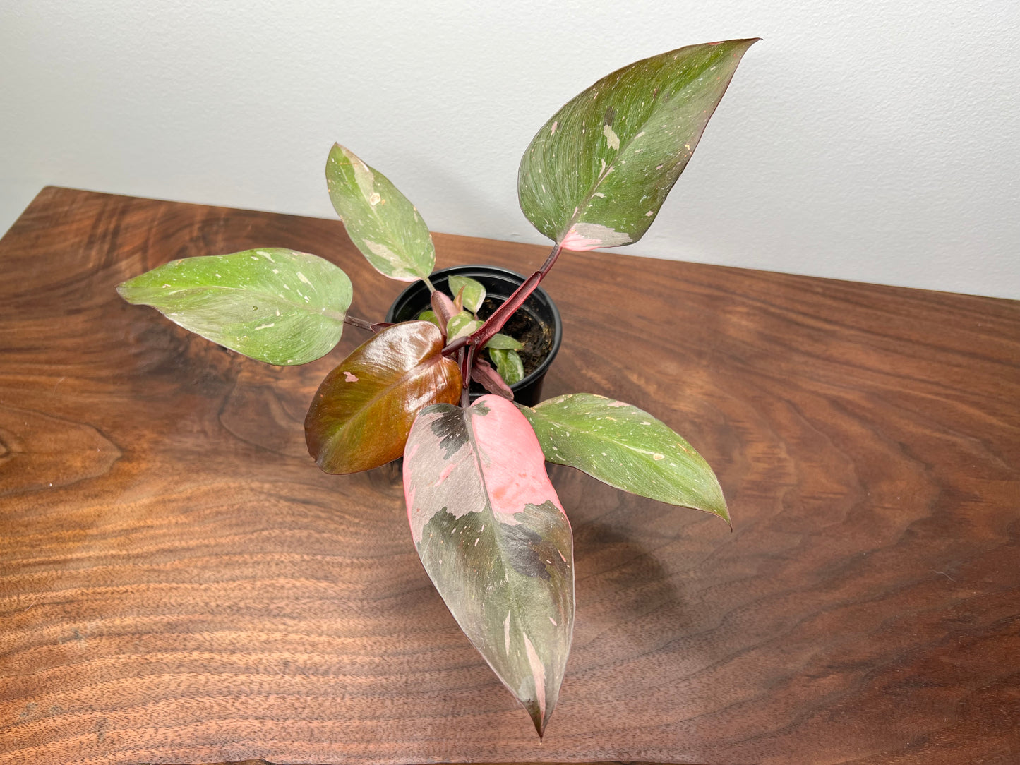 Philodendron-Pink princess 4”