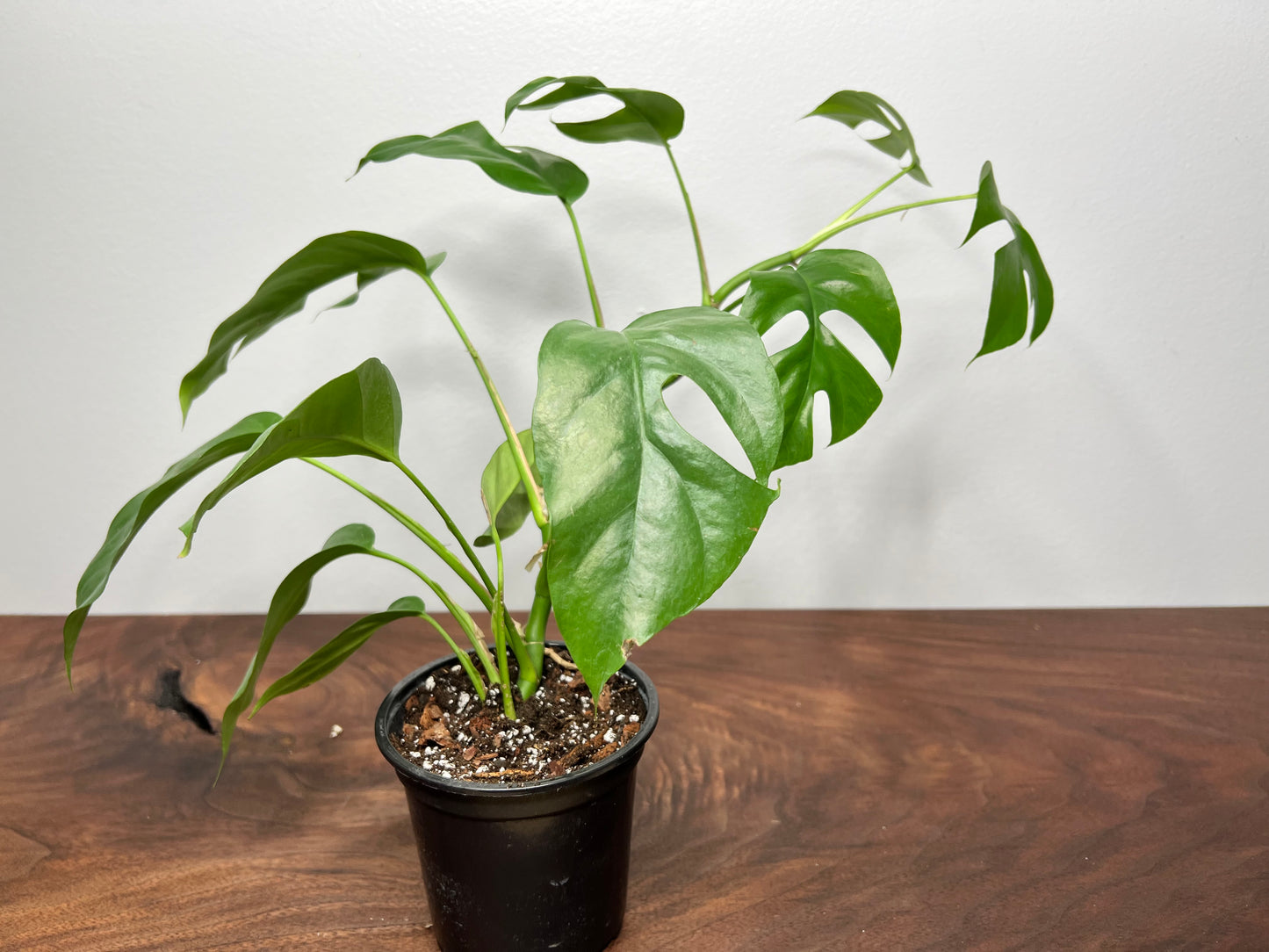 Rhaphidophora
Tetrasperma -Mini Monstera