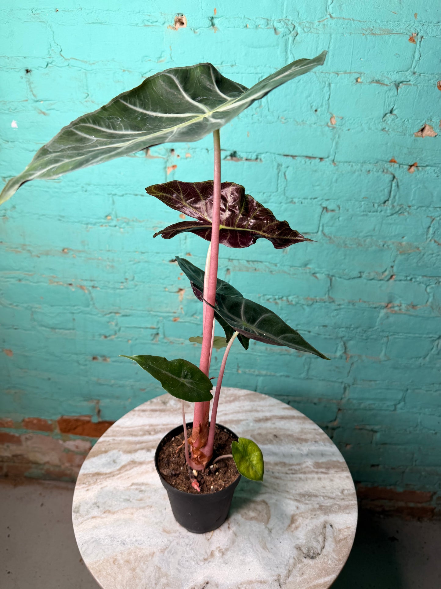 Alocasia Morocco (Pink Dragon) 4”