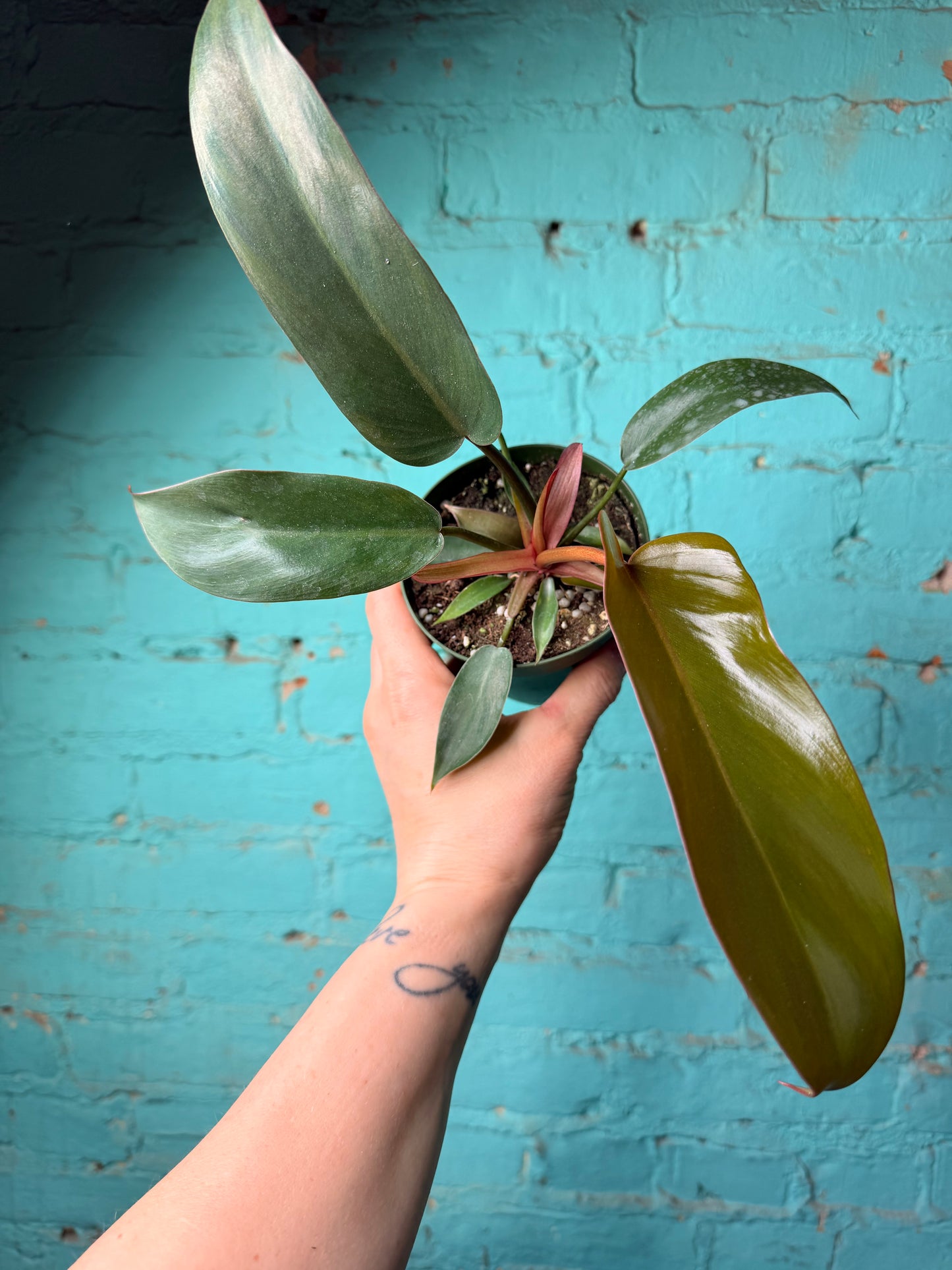 Philodendron ‘Florida Bronze’ 4”
