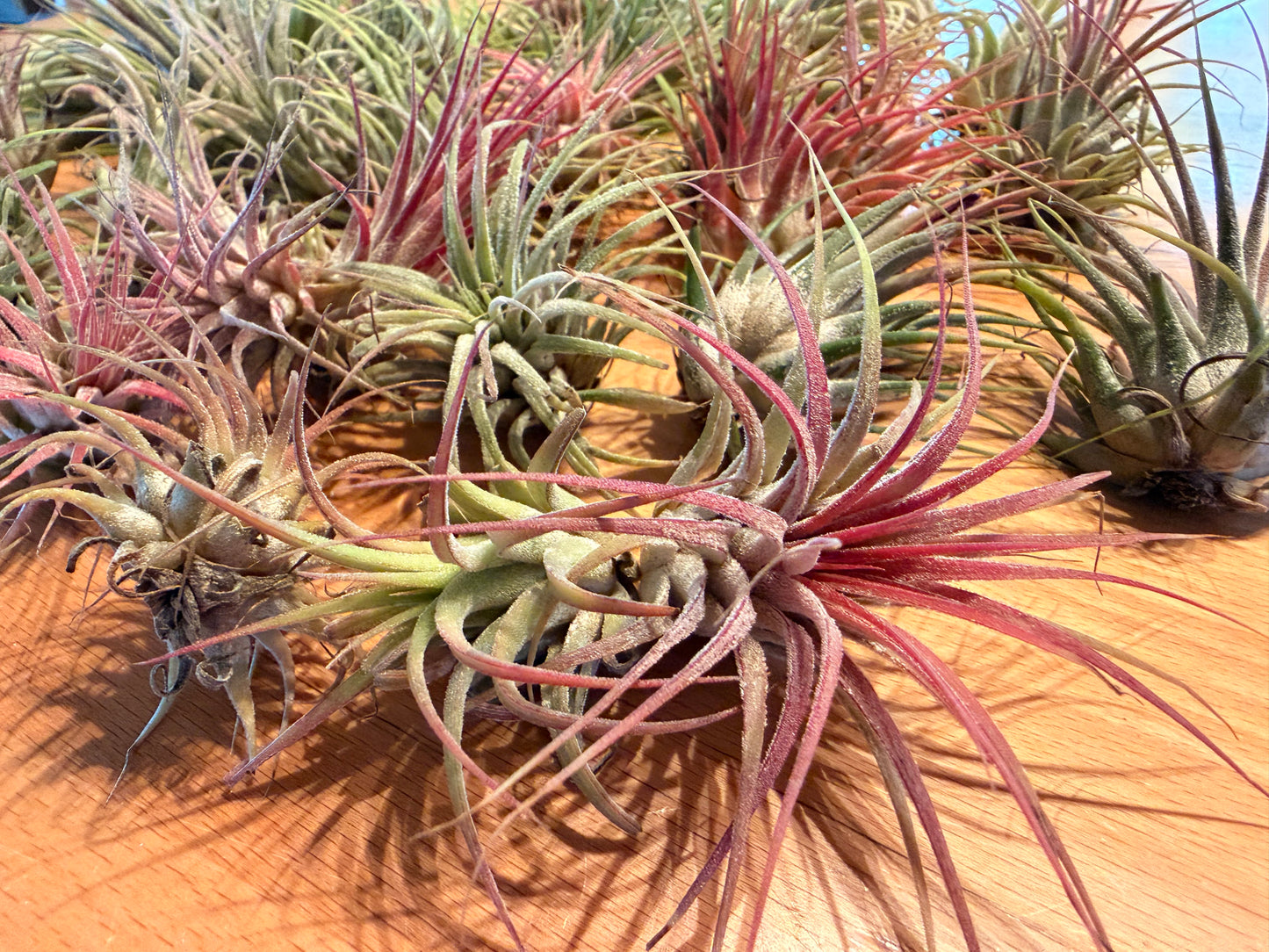 Tillandsia “Air Plants”