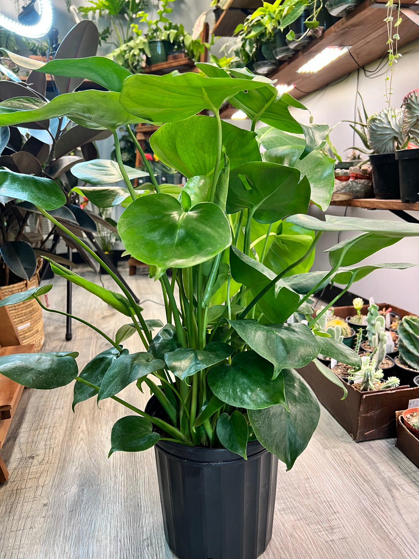 Monstera Deliciosa 8”