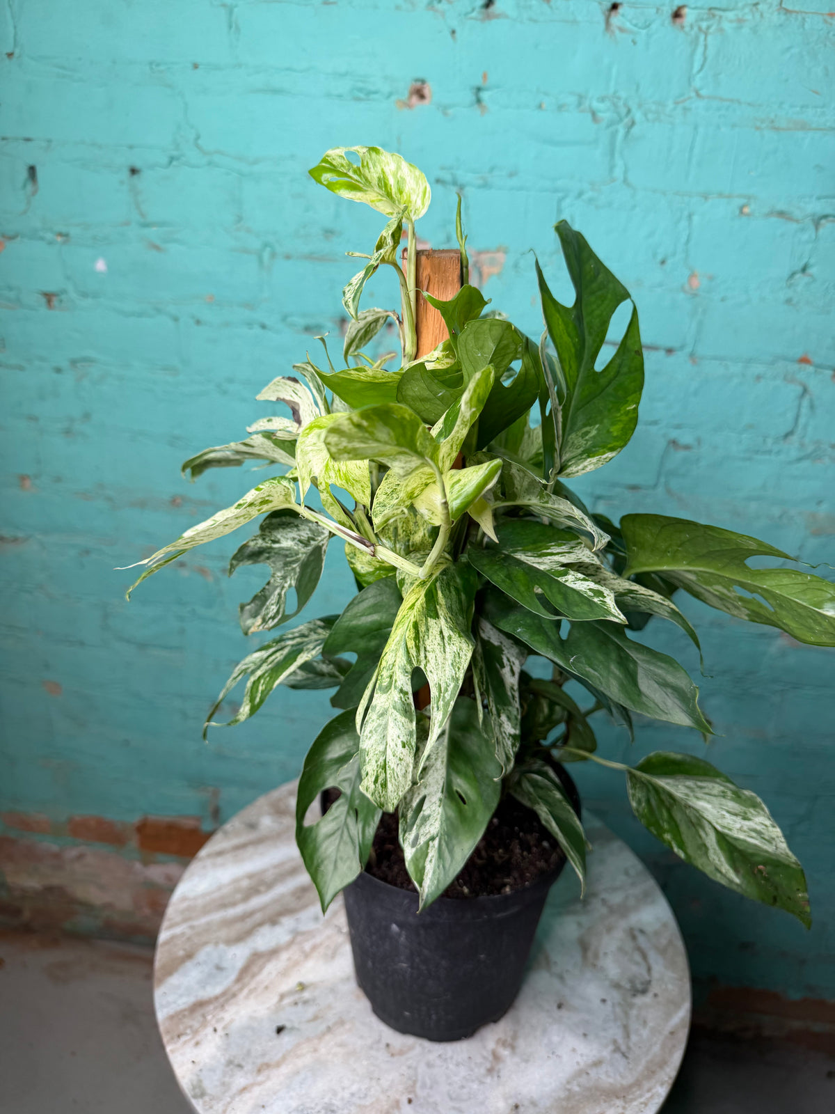 Epipremnum Pinnatum Marble Flame 6” totem