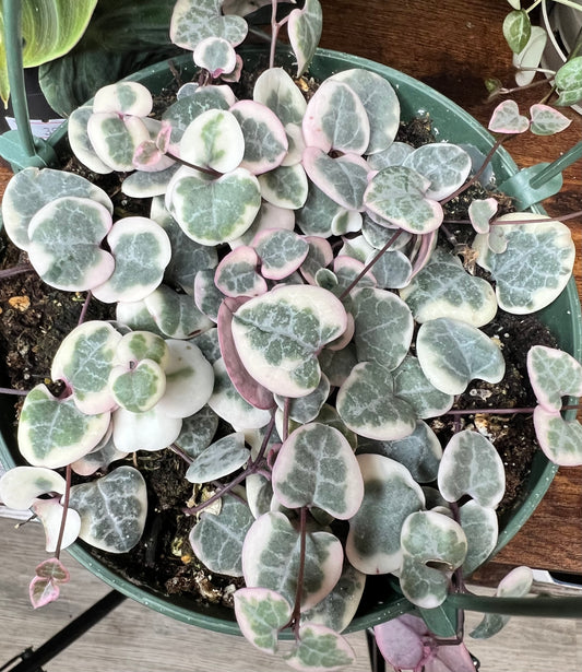 Variegated String of Hearts basket