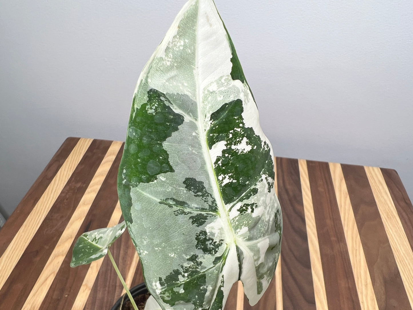 Alocasia Frydrek Variegated 4”