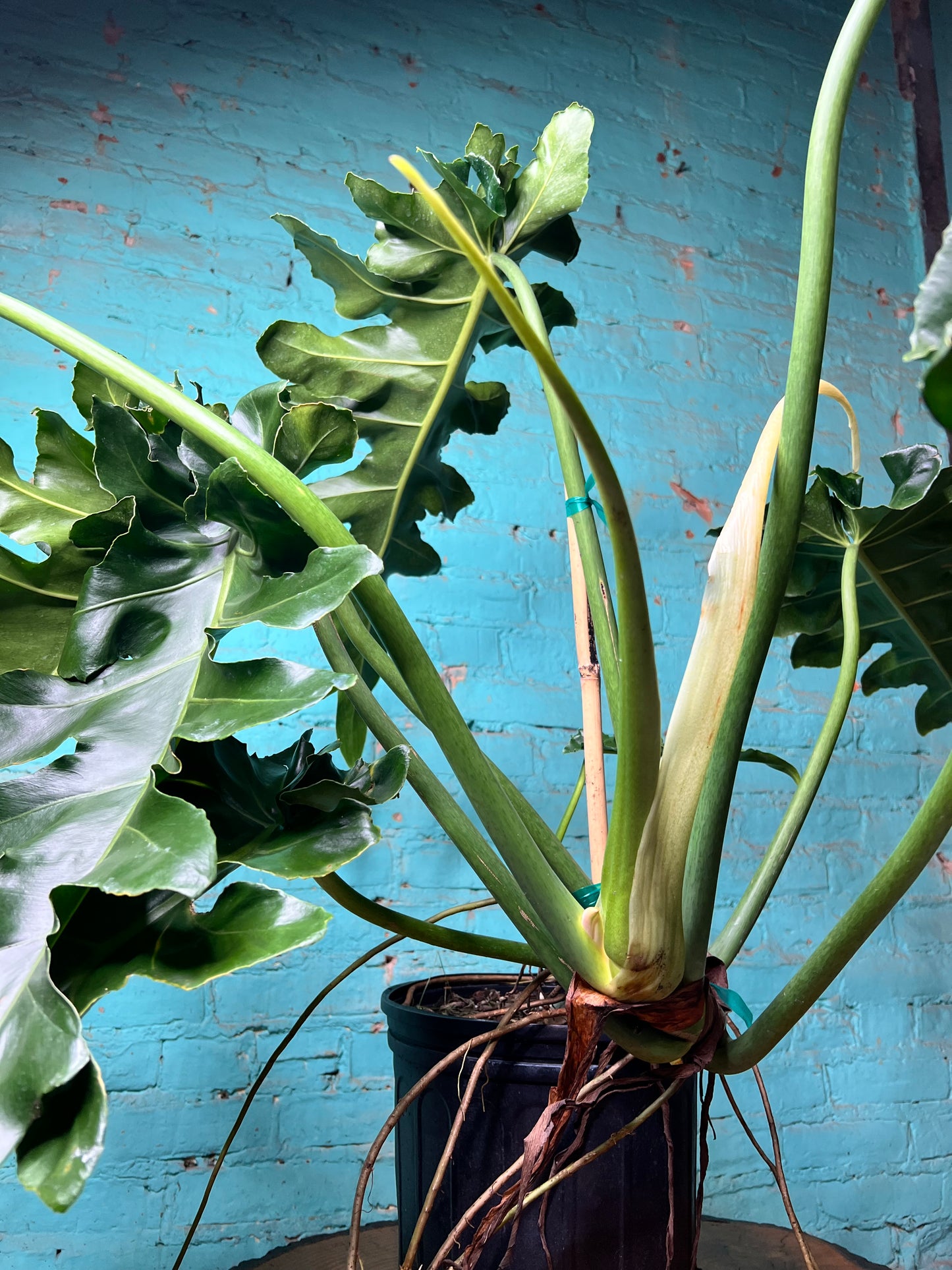 Philodendron Bob Cee 10” mature