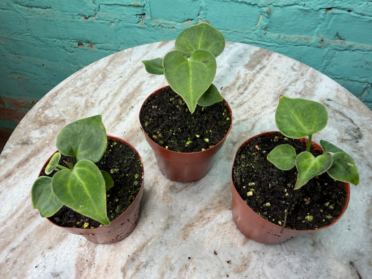 Anthurium Crystallinum 3”