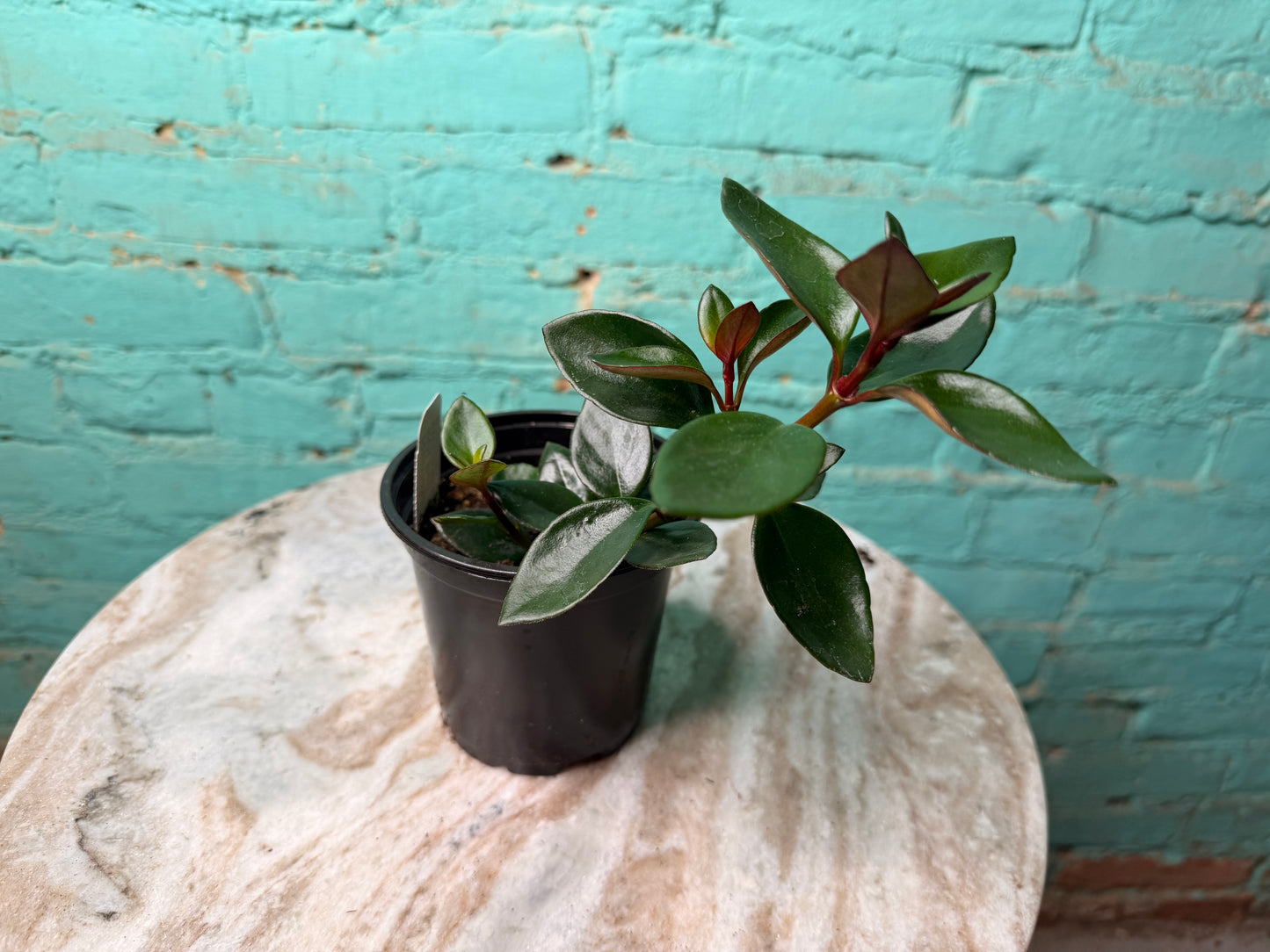 Nematanthus ‘Goldfish Plant’ Koi Red 4”